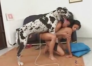Dalmatian