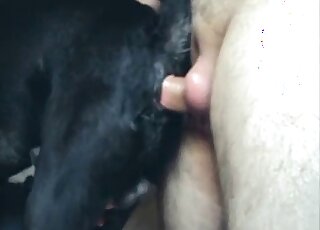 Doberman